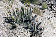 Oreocereus doelzianus