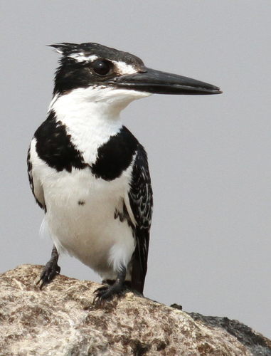 Pied Kingfisher