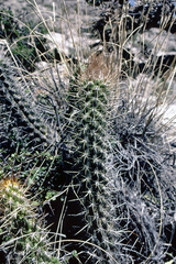 Oreocereus doelzianus