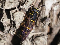 Sphiximorpha subsessilis