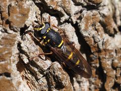 Sphiximorpha subsessilis