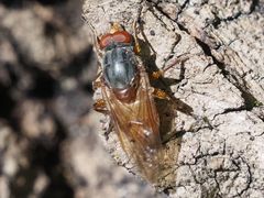 Brachyopa maculipennis