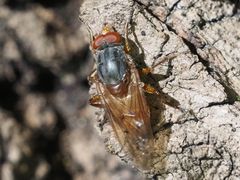 Brachyopa maculipennis