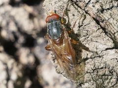 Brachyopa maculipennis