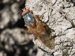 Brachyopa maculipennis