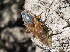 Brachyopa maculipennis