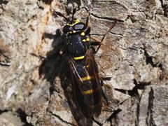 Sphiximorpha subsessilis