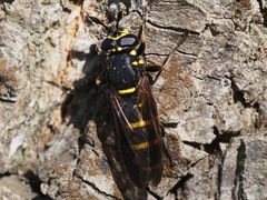 Sphiximorpha subsessilis