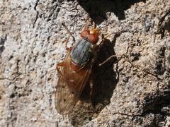 Brachyopa maculipennis