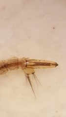 Aedes vexans