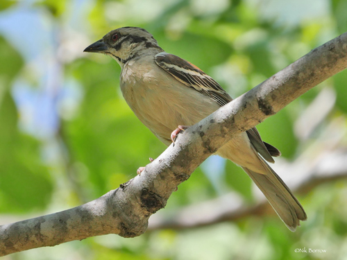 iNaturalist image
