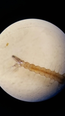 Aedes canadensis
