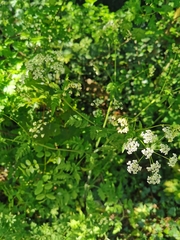 Anthriscus sylvestris
