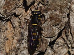 Sphiximorpha subsessilis