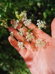 Anthriscus sylvestris