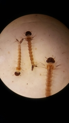 Aedes canadensis