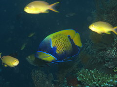 Pomacanthus navarchus