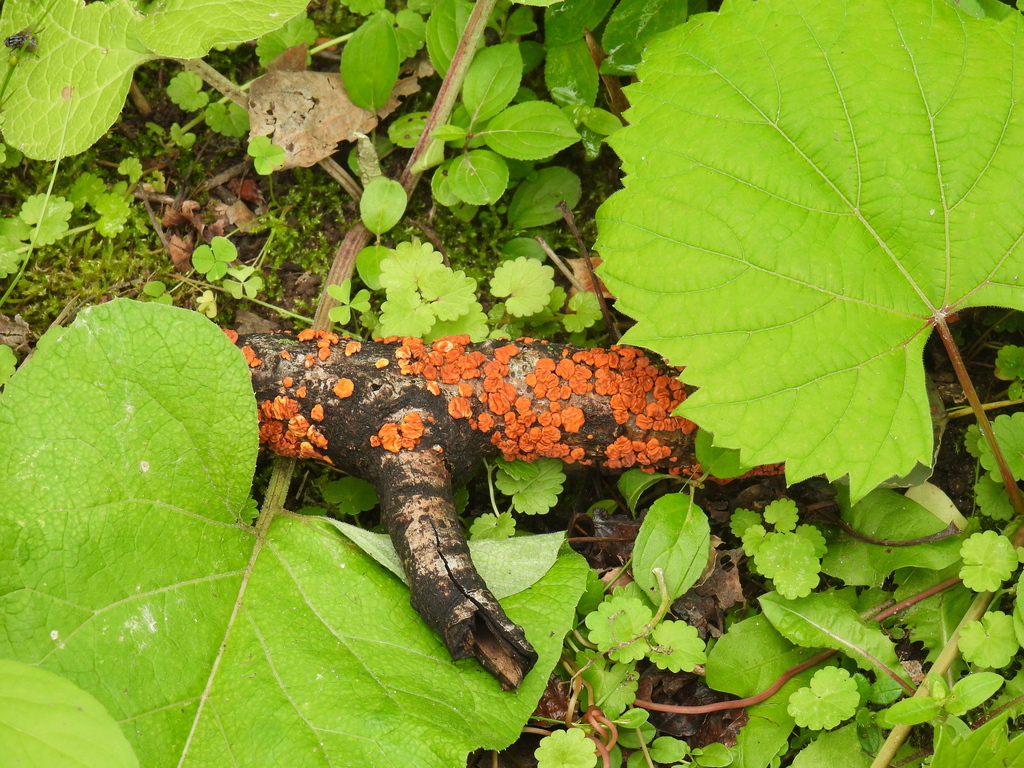 Red Tree Brain Fungus · June 2026 · photo: Photo: (c) Liren Varghese, some rights reserved (CC BY) · iNaturalist