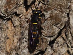 Sphiximorpha subsessilis