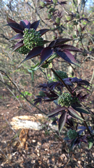 Sambucus racemosa