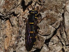 Sphiximorpha subsessilis