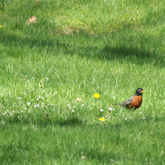 Turdus migratorius