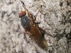 Brachyopa maculipennis