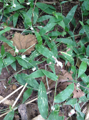 Thuarea perrieri