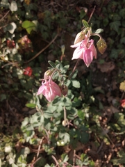 Aquilegia vulgaris