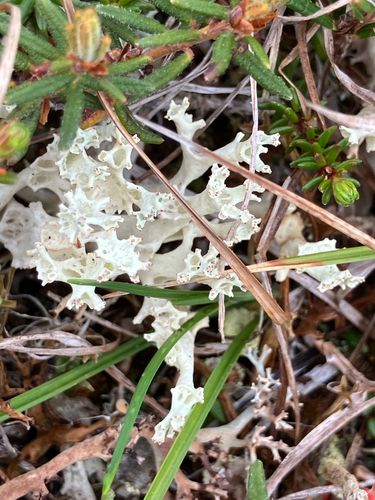 Japanese Cup Lichen