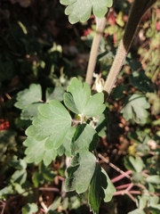 Aquilegia vulgaris