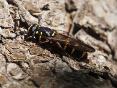 Sphiximorpha subsessilis