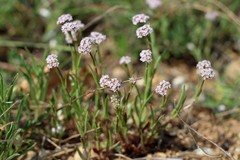 Valerianella coronata