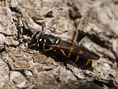 Sphiximorpha subsessilis