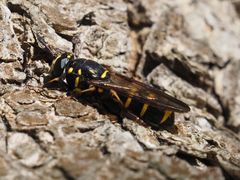 Sphiximorpha subsessilis