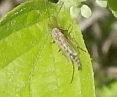 Chironomus crassicaudatus