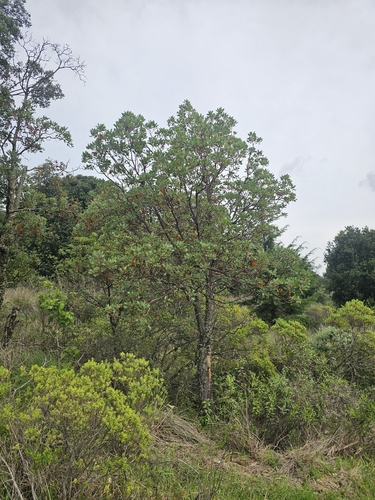 Arbutus tessellata, photograph 3