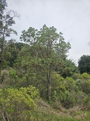 Arbutus tessellata, photograph (c) Erick Vélez Sánchez, some rights reserved (CC BY)