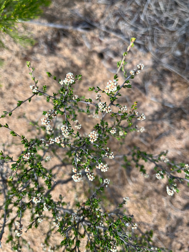 prickly cryptandra