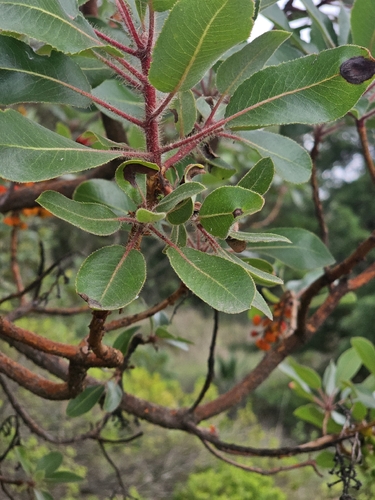 Arbutus tessellata, photograph 4