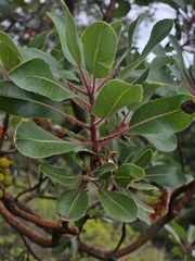 Arbutus tessellata, photograph (c) Erick Vélez Sánchez, some rights reserved (CC BY)
