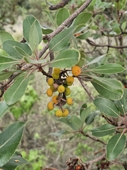 Arbutus tessellata, photograph (c) Erick Vélez Sánchez, some rights reserved (CC BY)