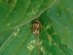 Polymerus testaceipes