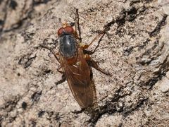 Brachyopa maculipennis