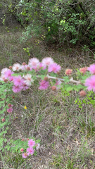 Mimosa borealis