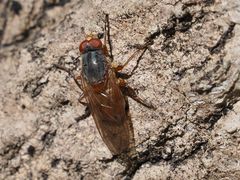 Brachyopa maculipennis