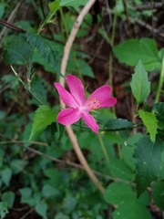 Hibiscus phoeniceus