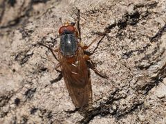 Brachyopa maculipennis