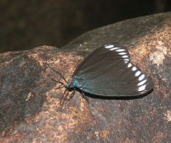 Cyclosia panthona