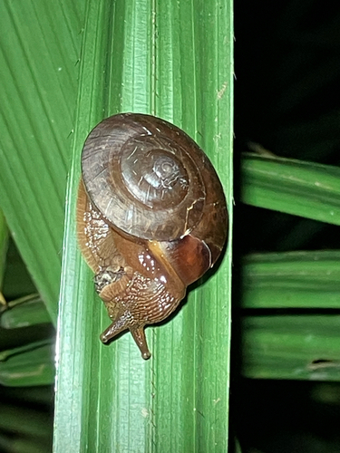 Nanina humphreysiana, 2026-06-16